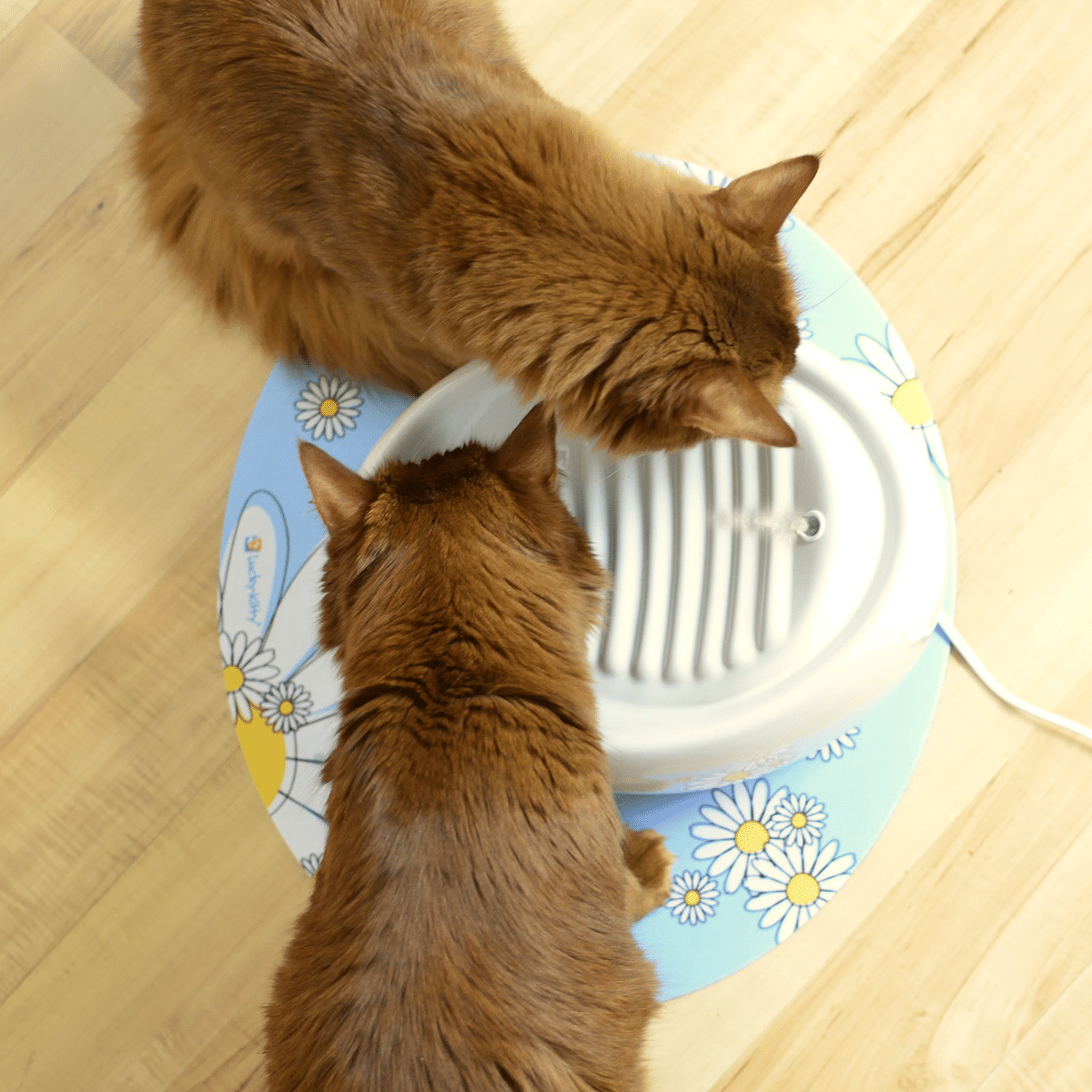 Katterna älskar denna vattenfontän från Lucky Kittty
