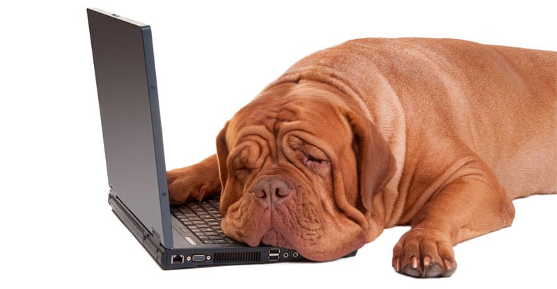 Trött hund ligger på en dator