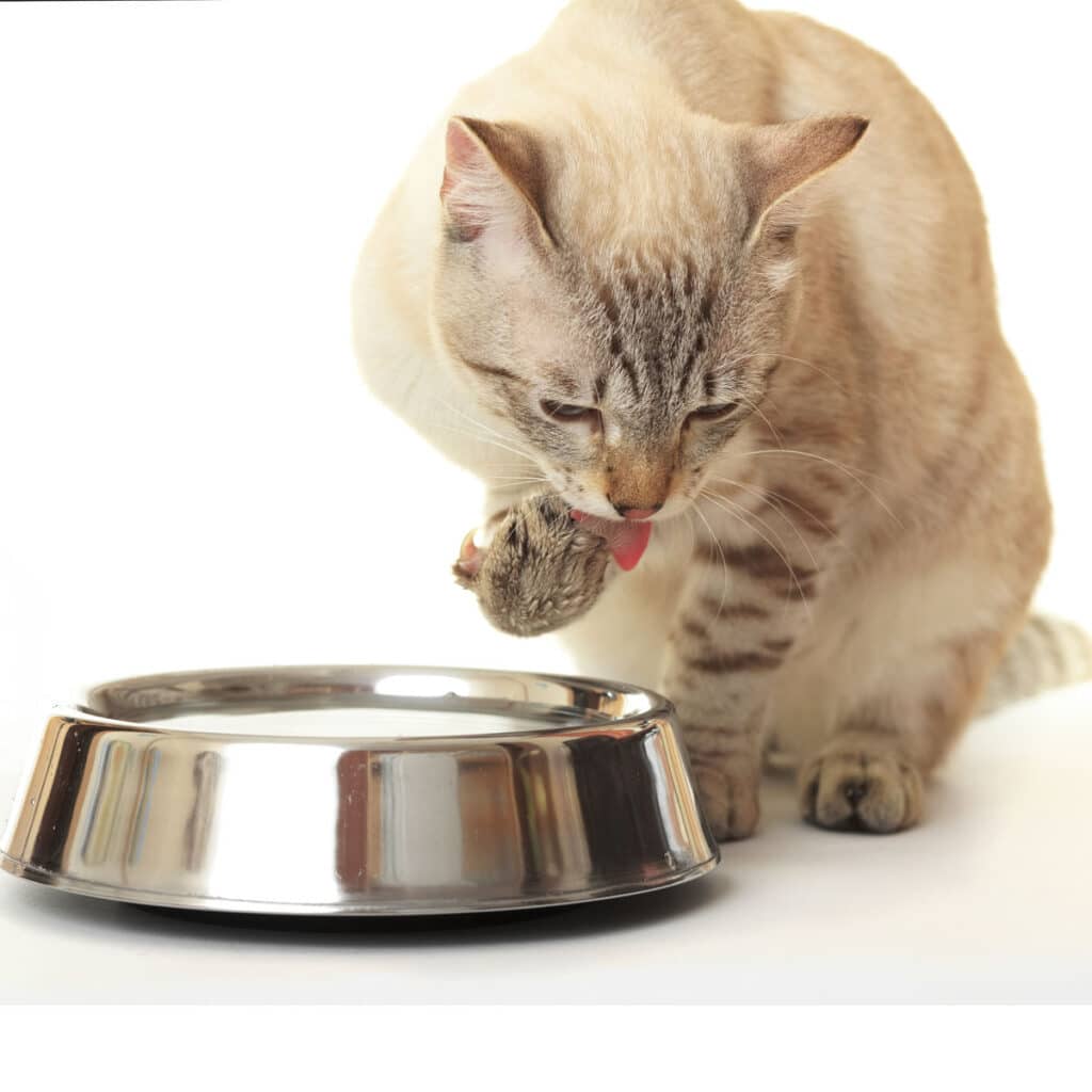 Katt slickar tassen vid matskål