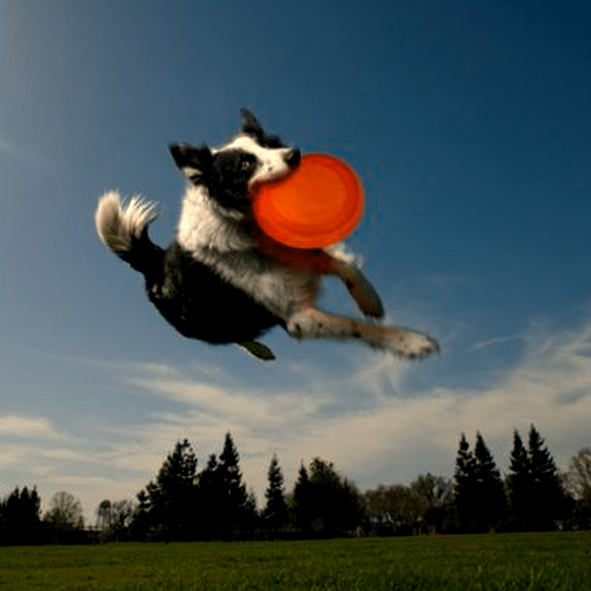 Throw bowl både frisbee och vattenskål till hunden
