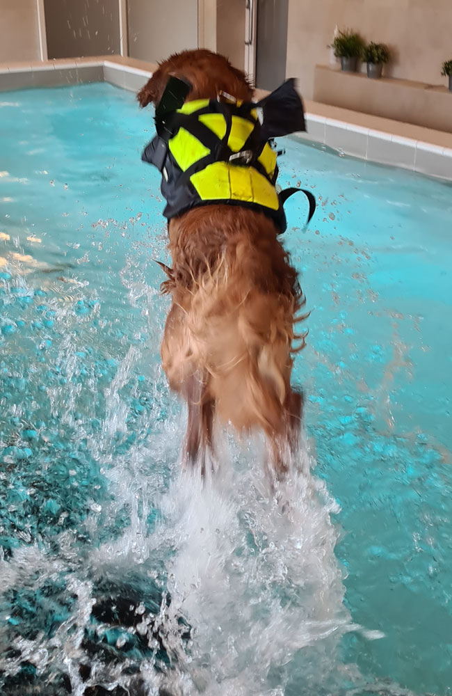 Hunden Aksel hoppar i bassängen