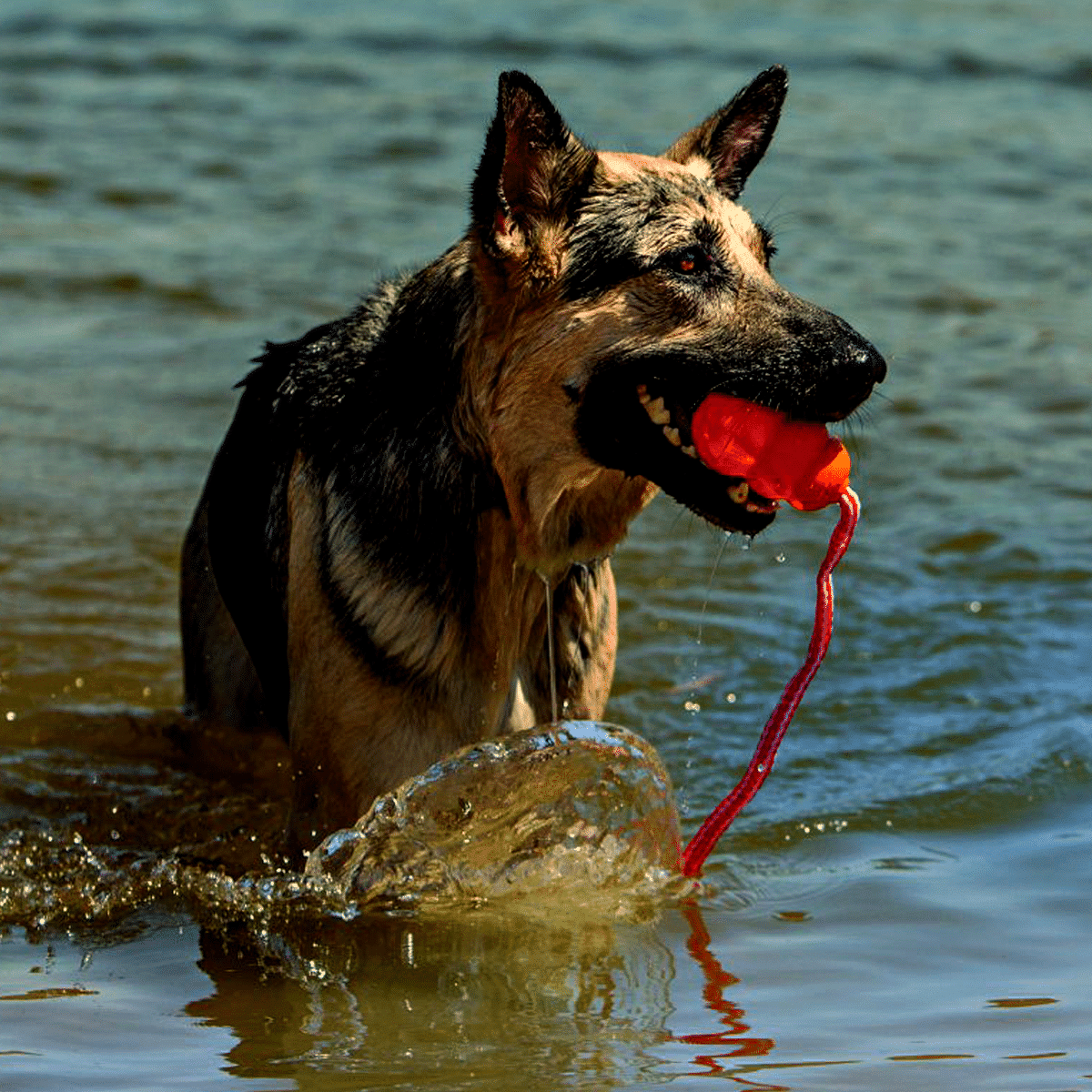 Lek med hunden i vattnet - Kong Aqua