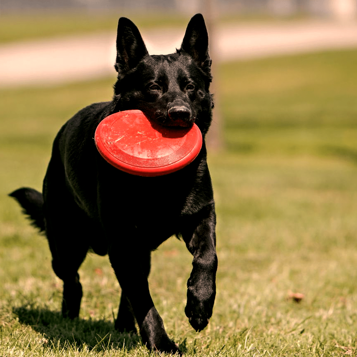 En hållbar frisbee till hunden från välkända KONG