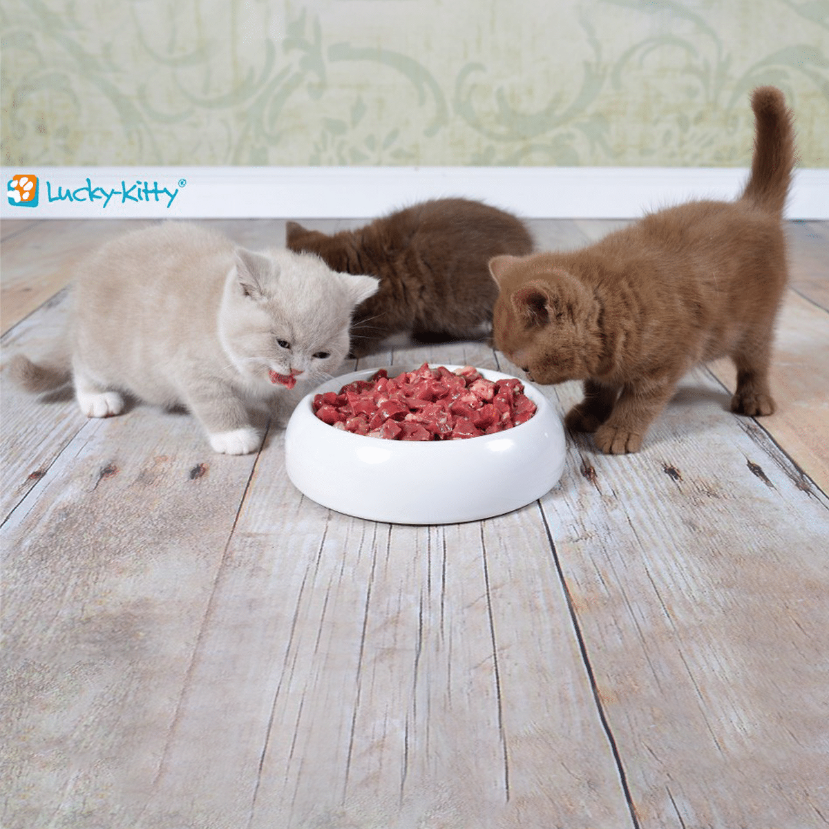 Kattungar äter ur stadig kattskål i keramik