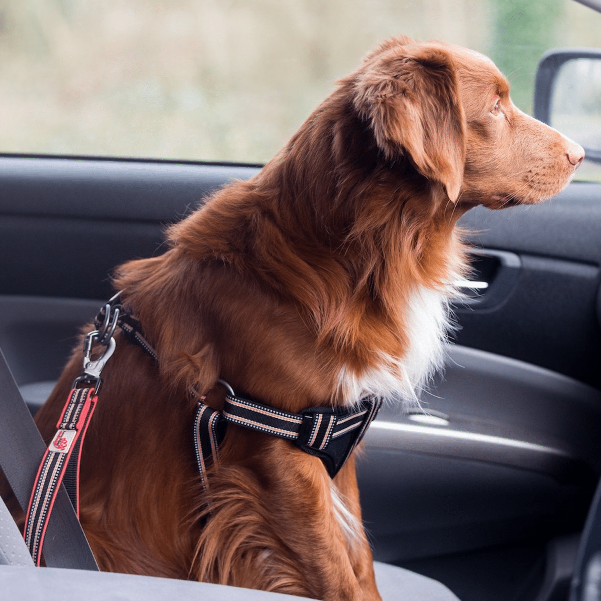 Sätt fast hunden i bilbältet med detta trafikhandtag