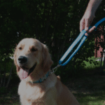 Hundkoppel Ziggy justerbart med reflex, turkos
