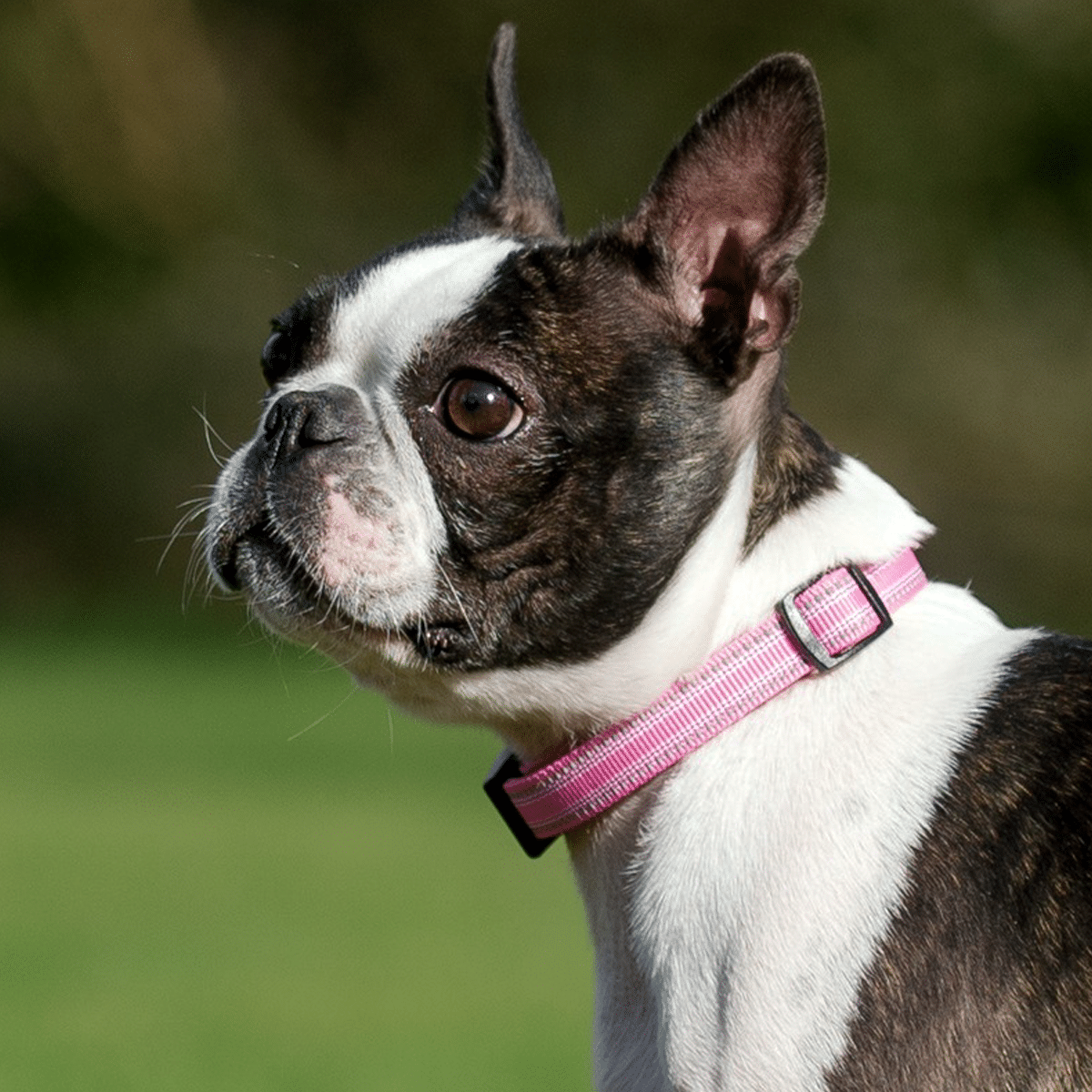Snyggt och mjukt hundhalsband i rosa