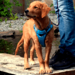 Red Dingo, vadderad hundsele, turkos