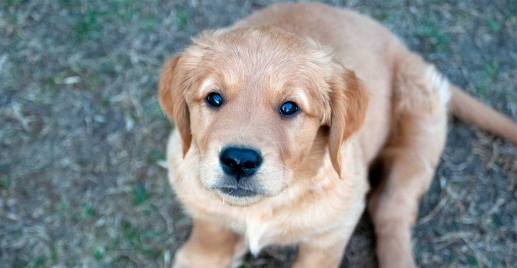 Golden retriever-valpen Aksel