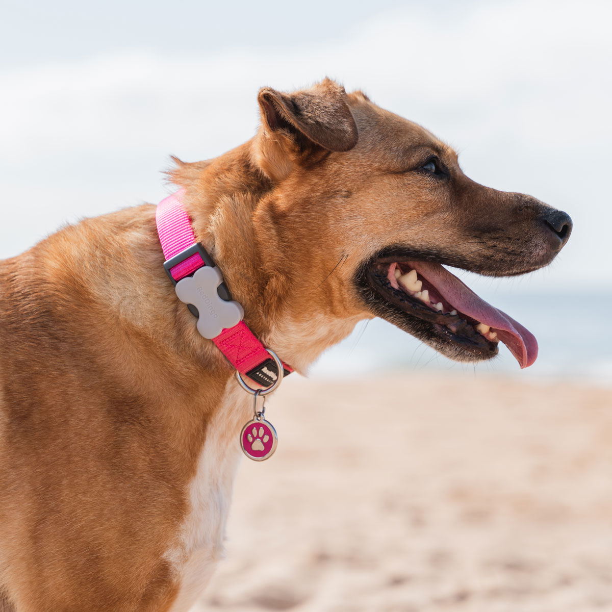 Hund med en graverad namnbricka i rosa