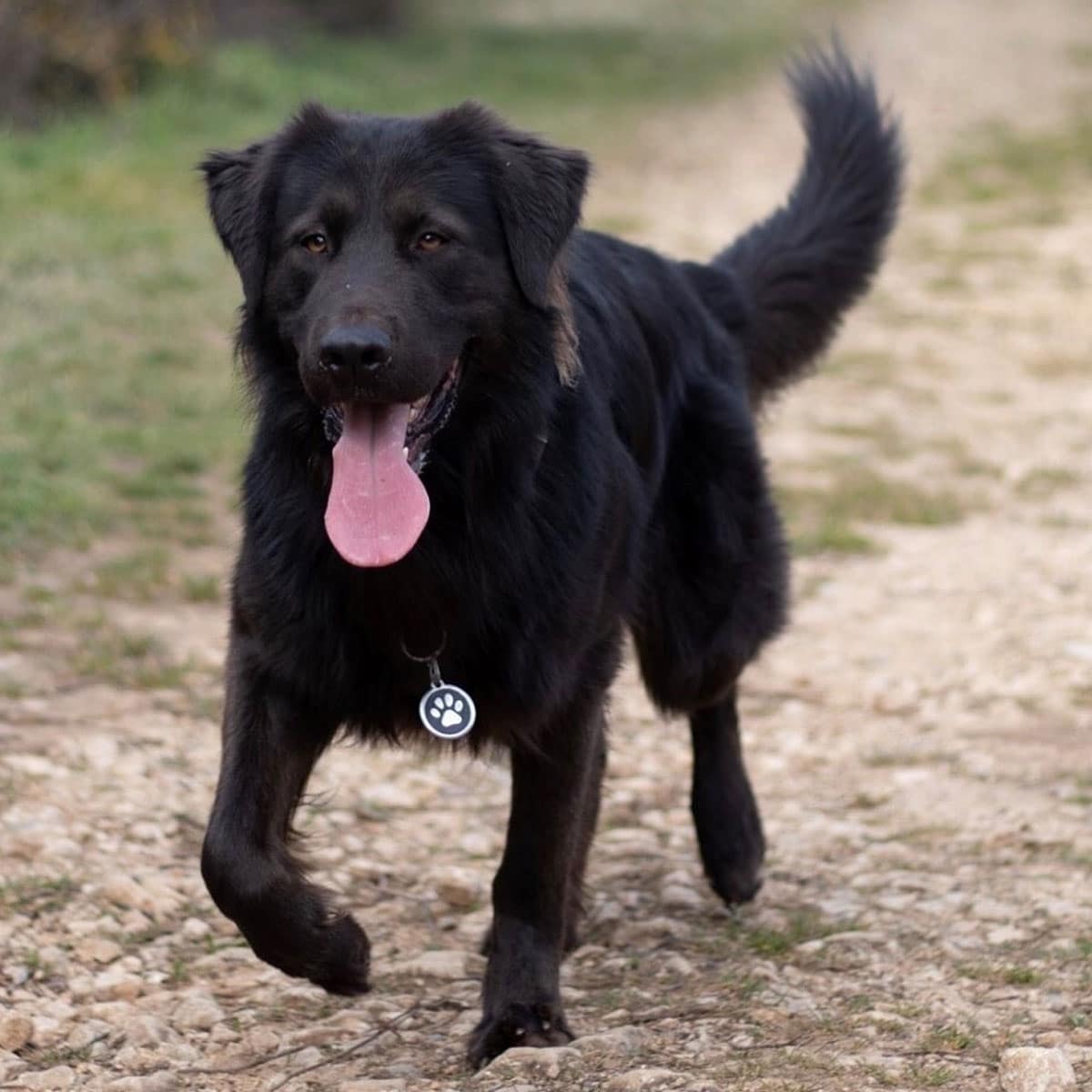 Hund med graverad id-bricka